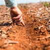 Soja: Plantio da safra brasileira 2022/23 atinge 4,5%, aponta Safras & Mercado