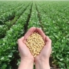 Quanto de soja a América do Sul vai entregar ao mundo na safra 2022/23? Resposta vai direcionar os preços